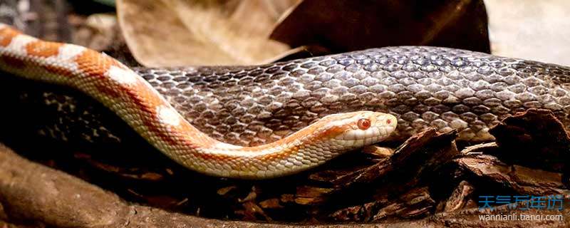 梦境中的恐惧与父爱的力量，解读梦见蛇在我家有两条我吓的一直躲后来我爸爸回家后把蛇赶了出去