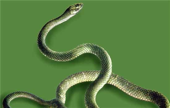 做梦梦见两条大蛇,梦境背后的深层含义与解析 做梦梦见两条大蛇,梦境背后的深层含义与解析