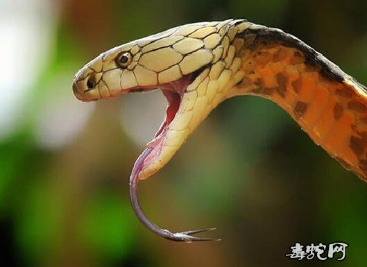 梦魇与觉醒，解析梦见被毒蛇咬然后杀死的深层含义