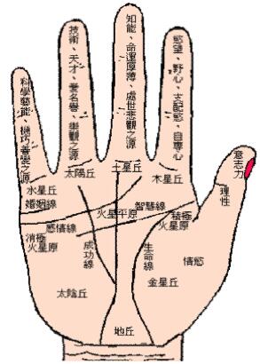 常见的看<strong>手相</strong>测算大全教你如何看<strong>手相</strong>