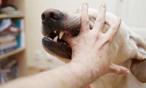 梦境解析，梦见自己被狗咬了——究竟预示着什么？