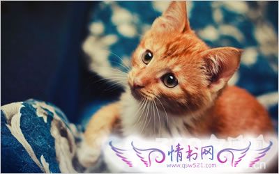 孕妇梦见被猫咬了,寓意与解析 孕妇梦见被猫咬了,寓意与解析