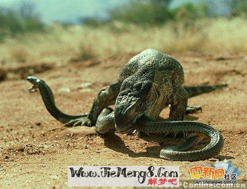 梦境解析，梦见被大蟒蛇追并亲手斩断其一的深层含义