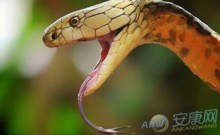 蛇梦见蛇是什么意思_蛇梦见蛇_梦见大蛇