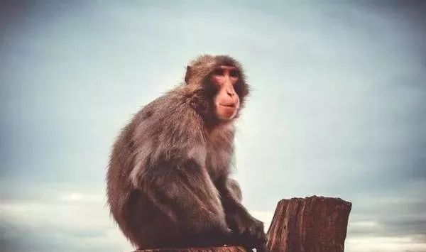 80年生肖猴：最不宜生什么属相的孩子？不听老人言，吃亏在眼前！
