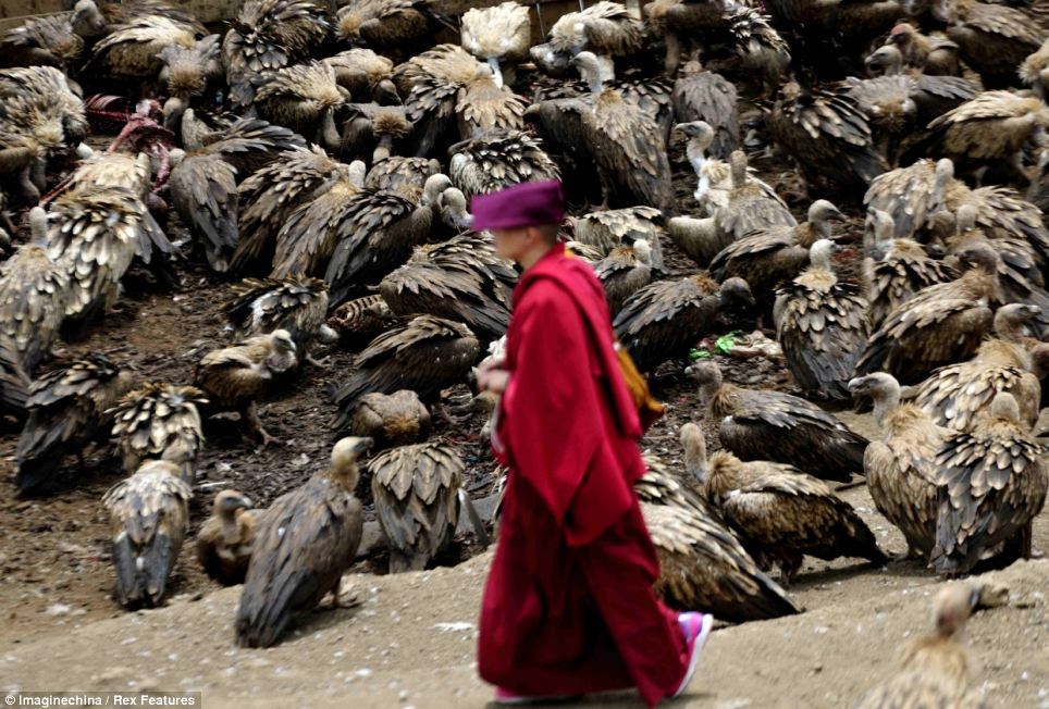 西藏人大审议通过关于拟定天葬打点条例的议案天逸静园玫瑰园