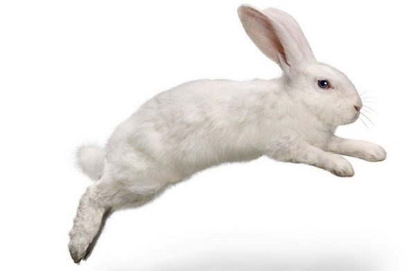 1987年属兔是什么命1987年是什么命 八七年属兔的是什么命
