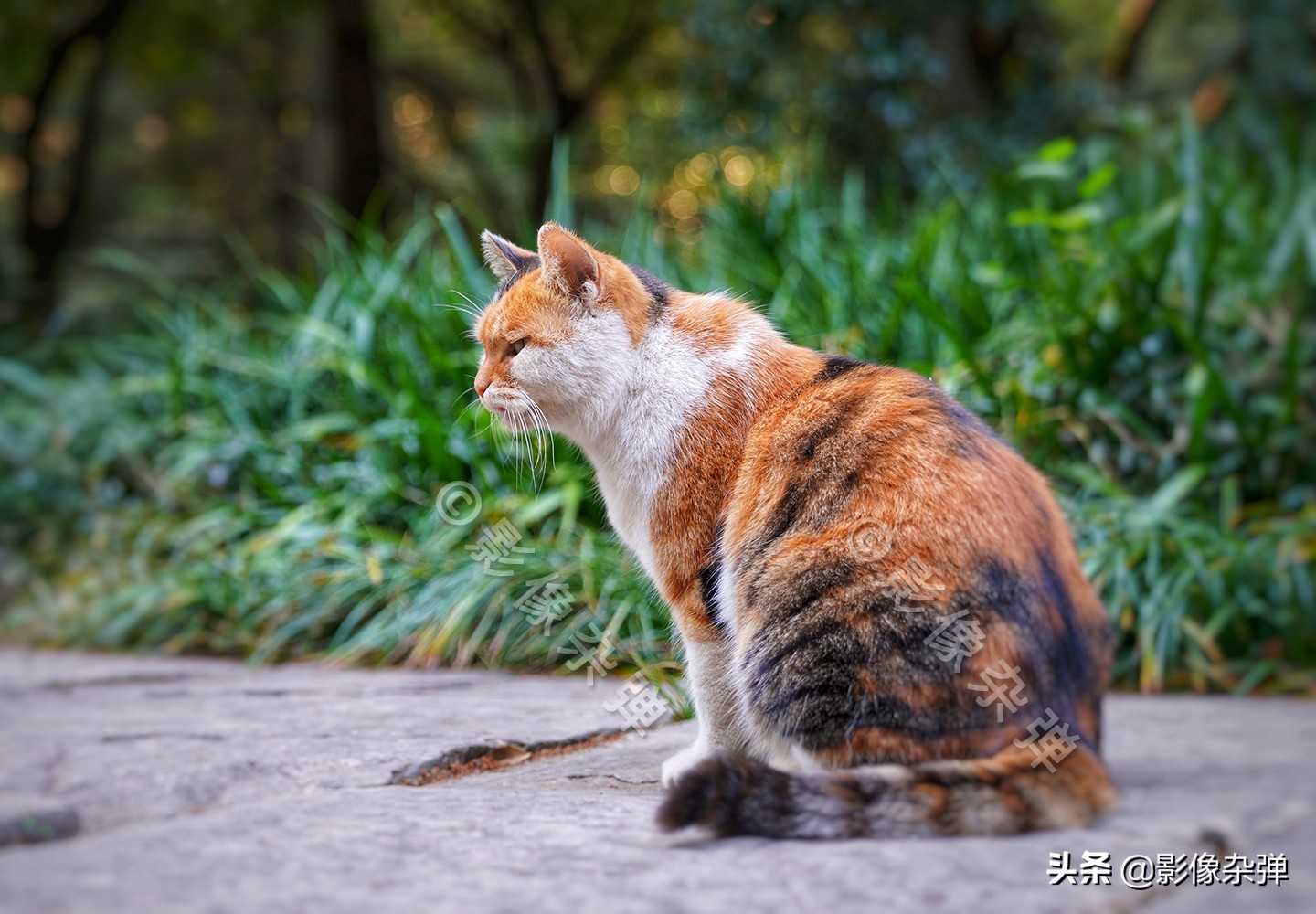 南京朱元璋墓遇到一只“守陵猫”，帝王般的眼神，让人心惊胆战