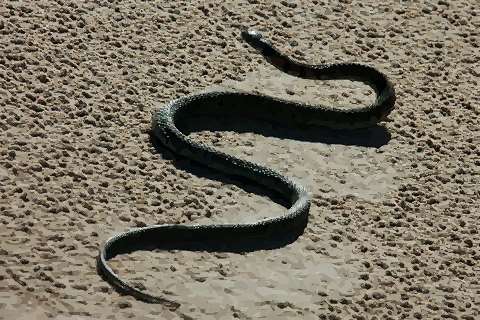 属蛇的年份 属蛇的出生年份