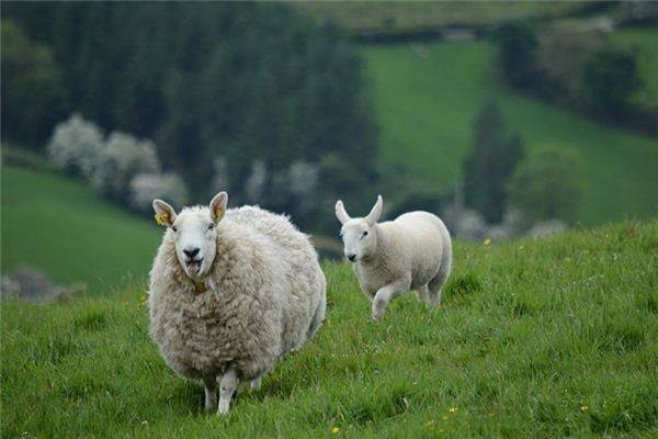 2015年羊是什么羊_羊年是哪年_羊肾是羊腰子吗