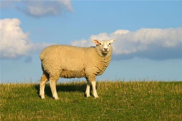 羊年是哪年_2015年羊是什么羊_羊肾是羊腰子吗
