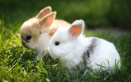 属兔人的性格和脾气 安逸小心生活的兔子