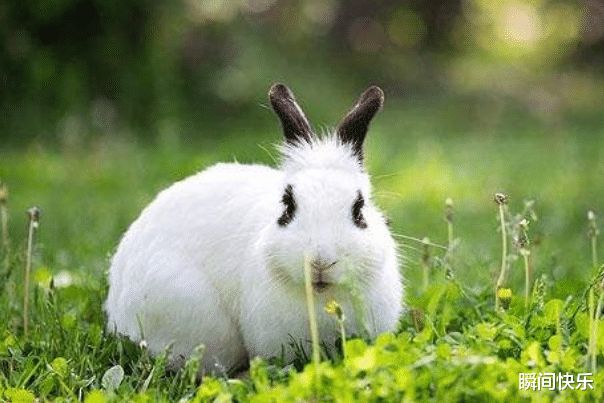属兔的人性格
