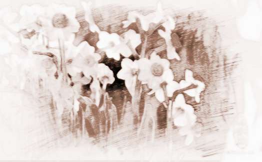 水仙花的花语是什么 水仙花的寓意