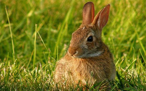 金兔年是哪一年 出生于辛卯年的就是金兔年