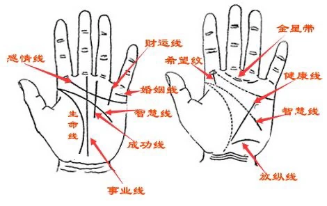 掌纹预示疾病 不同的掌纹预示不同的疾病