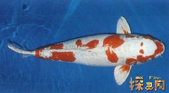 十二生肖风水鱼，每个属相都有自己专属的风水鱼