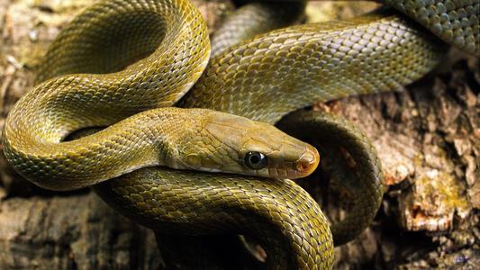 梦境交织,女性梦见与蛇亲热的深层解析与心理启示 梦境交织,女性梦见与蛇亲热的深层解析与心理启示