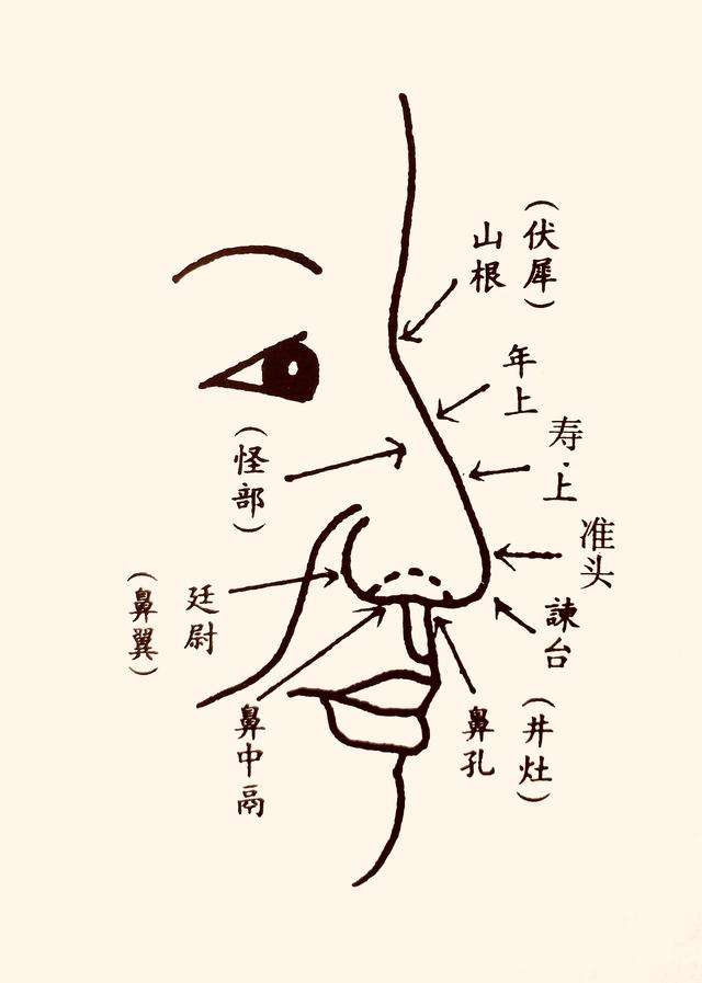 鼻型图各种鼻型图解_14种鼻型图解_鼻型图示