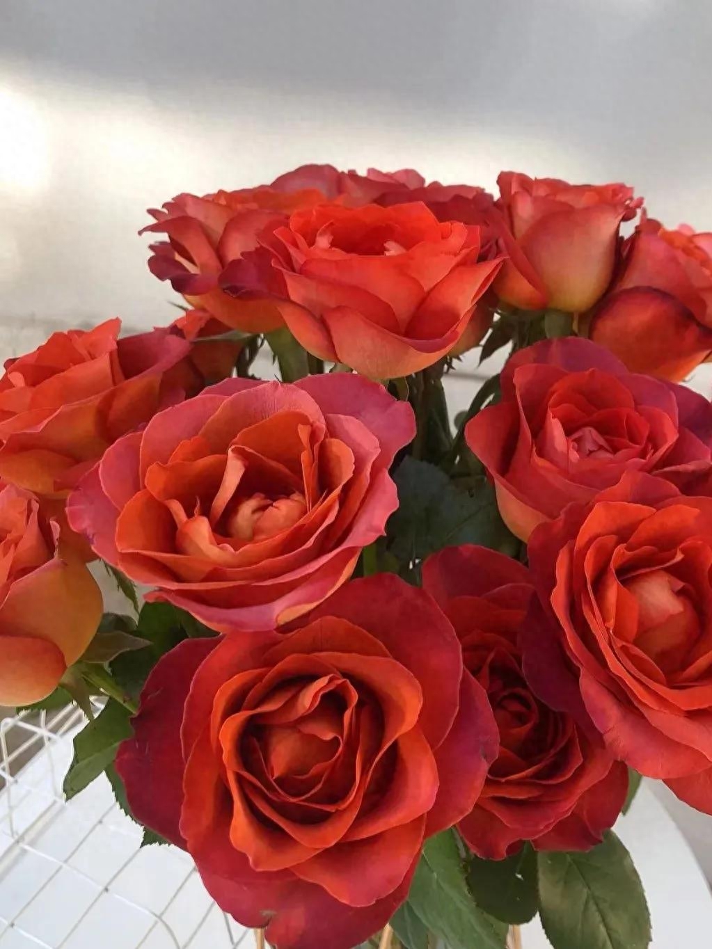 14种高级感满满的复古色玫瑰