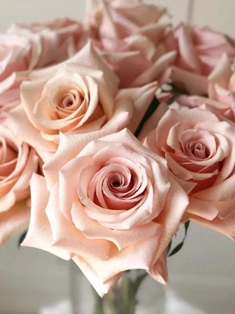 粉色玫瑰花语_粉色玫瑰花语寓意_花语粉色玫瑰代表什么