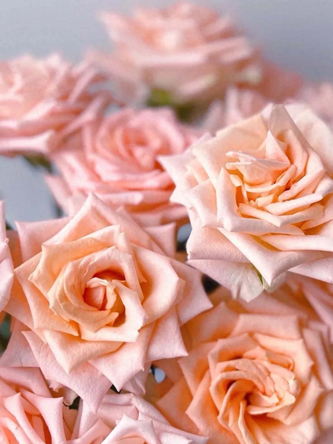 粉色玫瑰花语寓意_花语粉色玫瑰代表什么_粉色玫瑰花语