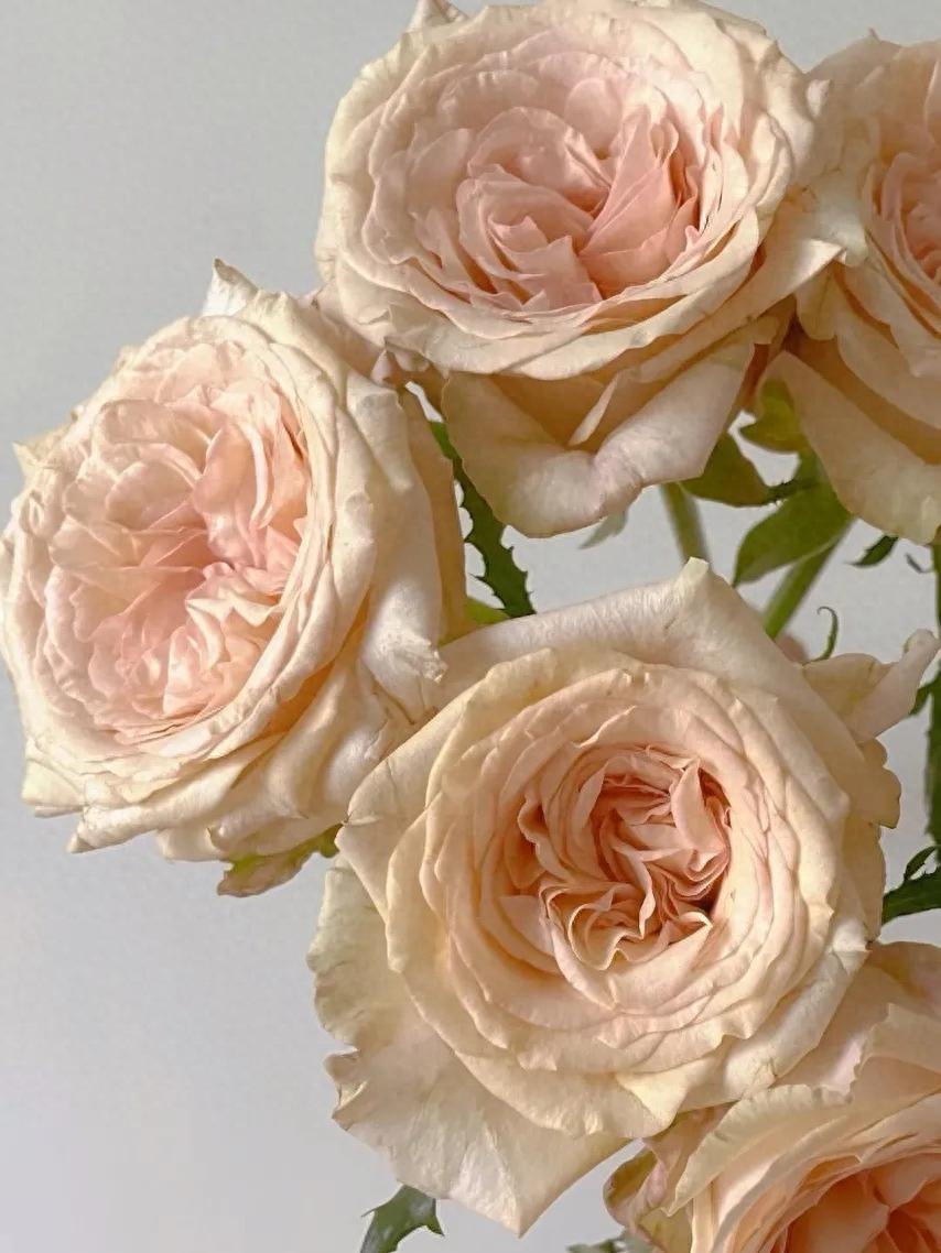 花语粉色玫瑰代表什么_粉色玫瑰花语寓意_粉色玫瑰花语