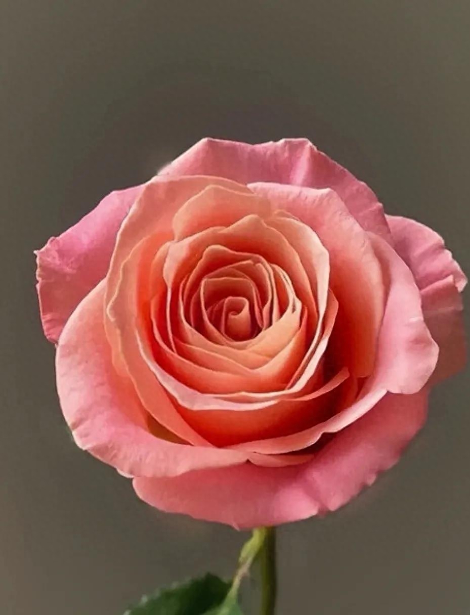 粉色玫瑰花语_花语粉色玫瑰代表什么_粉色玫瑰花语寓意