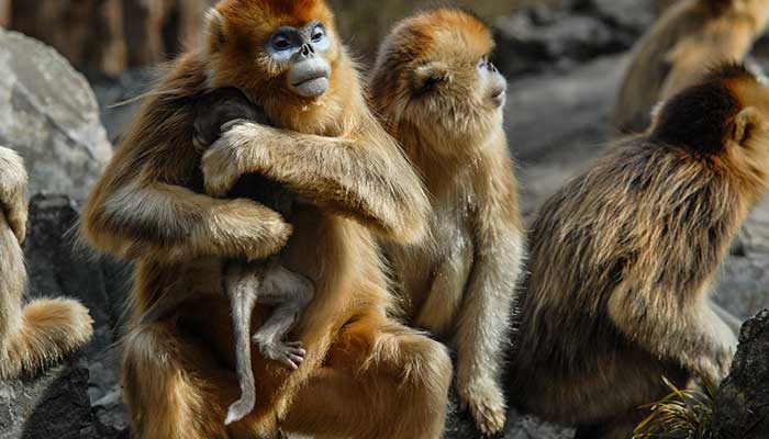 生肖属猴是哪年出生的 属猴人出生年份