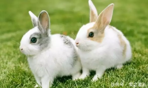生肖兔和3个生肖配对，简直就是“天仙配”，在一起必能大富大贵
