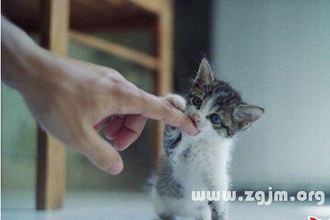 梦到猫咬手是怎么回事_梦到被猫咬手_梦到猫咬手不松口什么意思