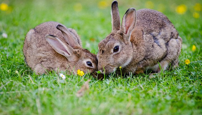 兔年几月出生命运最好 属兔人出生月的命运