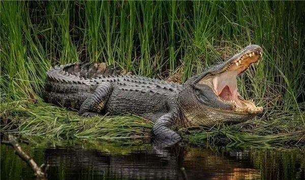 梦境迷踪,解析梦见许多鳄鱼的深层含义 梦境迷踪,解析梦见许多鳄鱼的深层含义