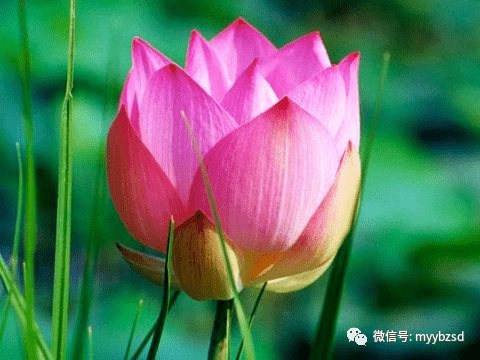 八字<strong>命理</strong>：有人说富贵在天，食伤生财命格的人天生富命？？