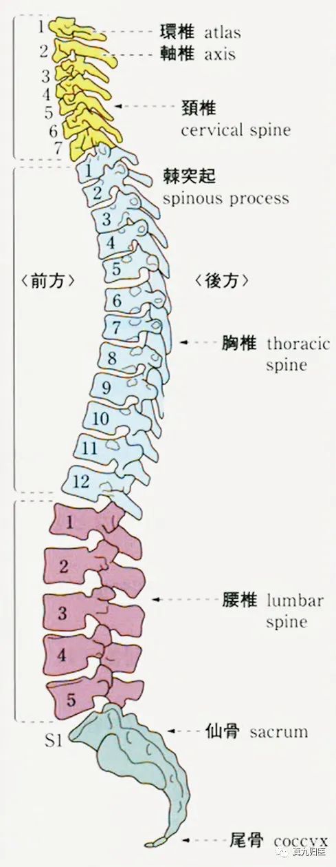 脊柱的重要性（十）