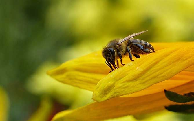 梦到蜜蜂蛰脸_梦到蜜蜂_怀孕 梦到蜜蜂