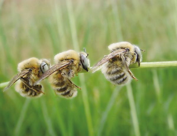 梦到蜜蜂蛰脸_怀孕 梦到蜜蜂_梦到蜜蜂