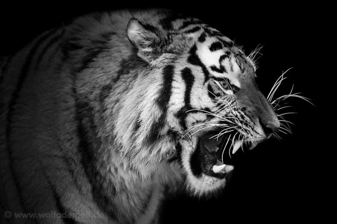 梦见老虎是什么意思 梦见老虎狮子熊是什么兆头